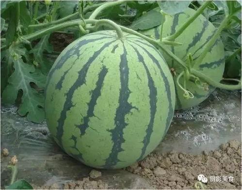 神木网红欣北吃瓜,揭秘网络红人的幕后故事