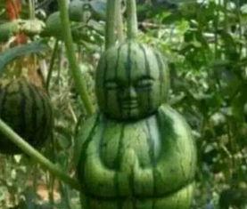 徐州吃瓜网红事件真相,揭秘背后真相与网络舆论的漩涡