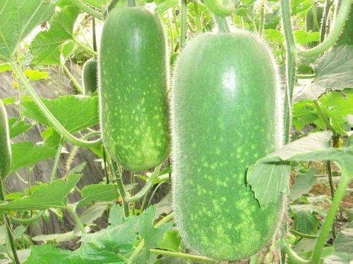 吃瓜网每日猎奇大赛