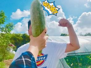 网红正能量吃瓜视频大全,趣味横生，温暖心灵